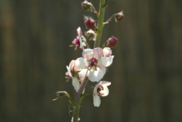 Verbascum blattaria 'Albiflorum'Mottenkruid  bestellen